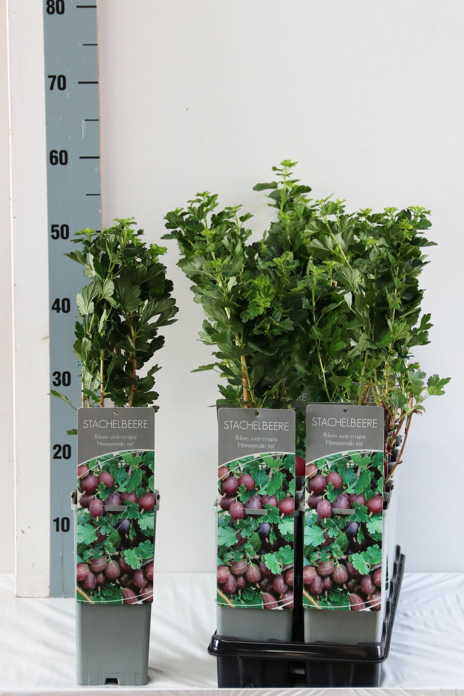 Ribes uva-crispa &