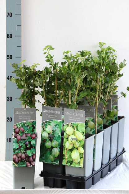 Ribes uva-crispa i sorter C2 (2 liters kruka) 30-40 cm