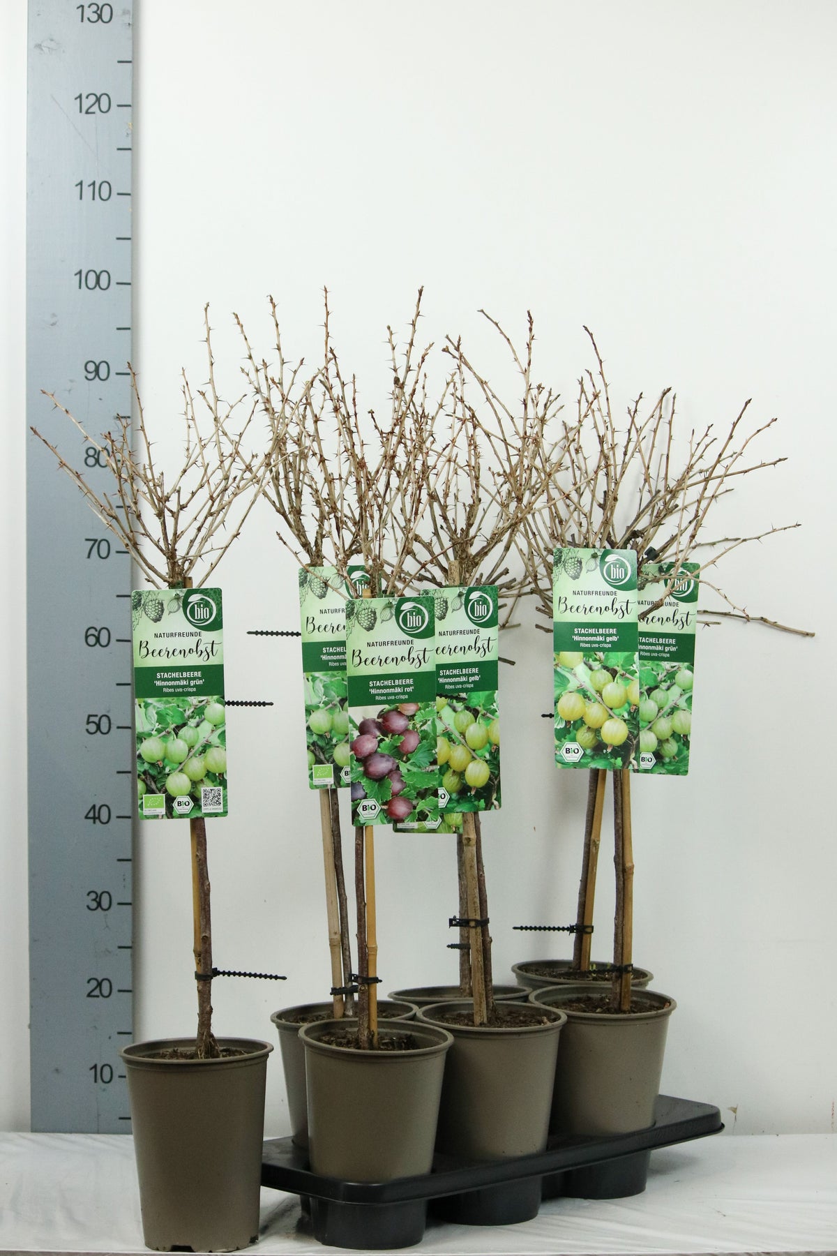 Ribes uva-crispa i olika sorter, 60 cm stam, C3 (3 liters kruka) / 19 cm kruka
