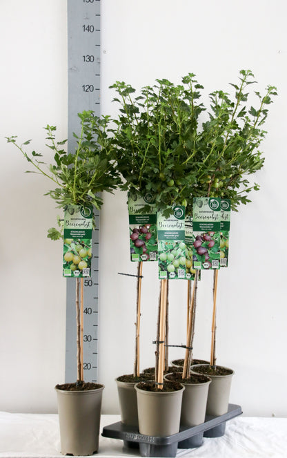 Ribes uva-crispa (Krusbär) i sorter, 60 cm stam, C3 (3 liters kruka) / 19 cm kruka