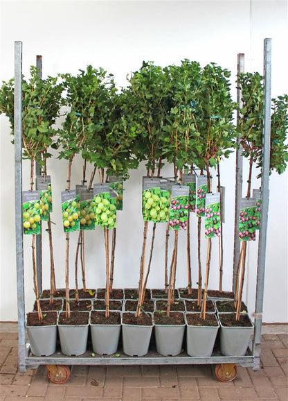 Ribes uva-crispa i sorter, 90 cm stam, C5 (5 liters kruka)