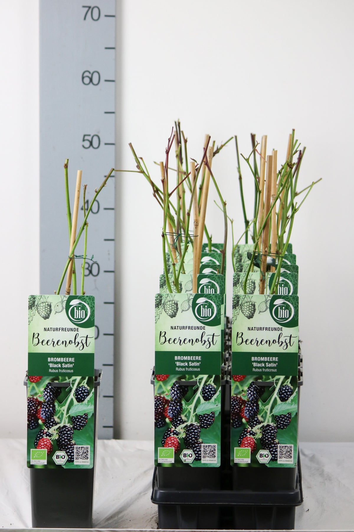 Rubus frut. &