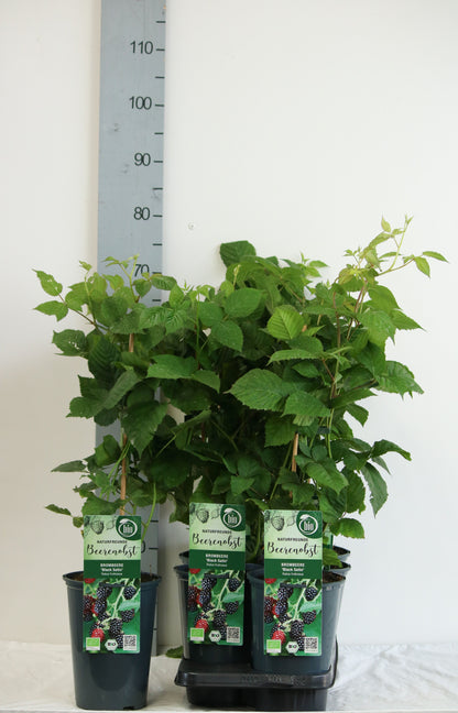 Björnbär Rubus frut. &