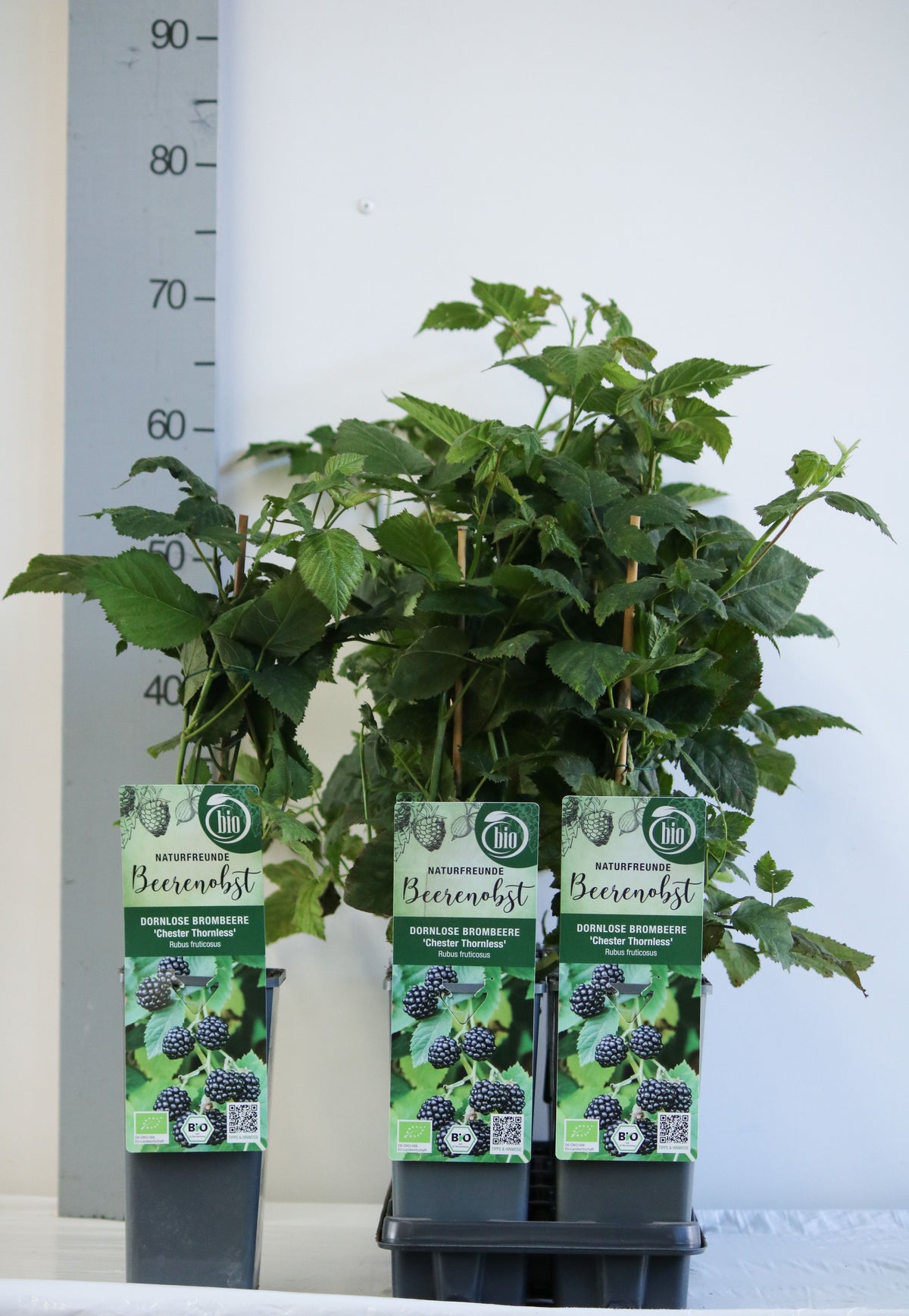 TW-2738471