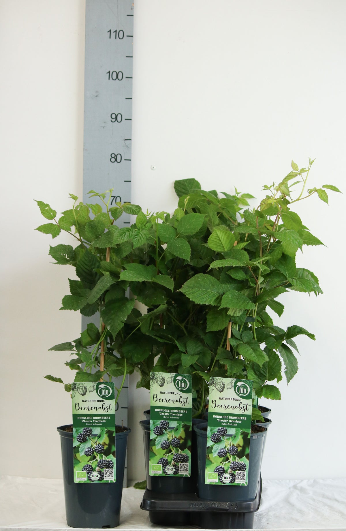 TW-2741880