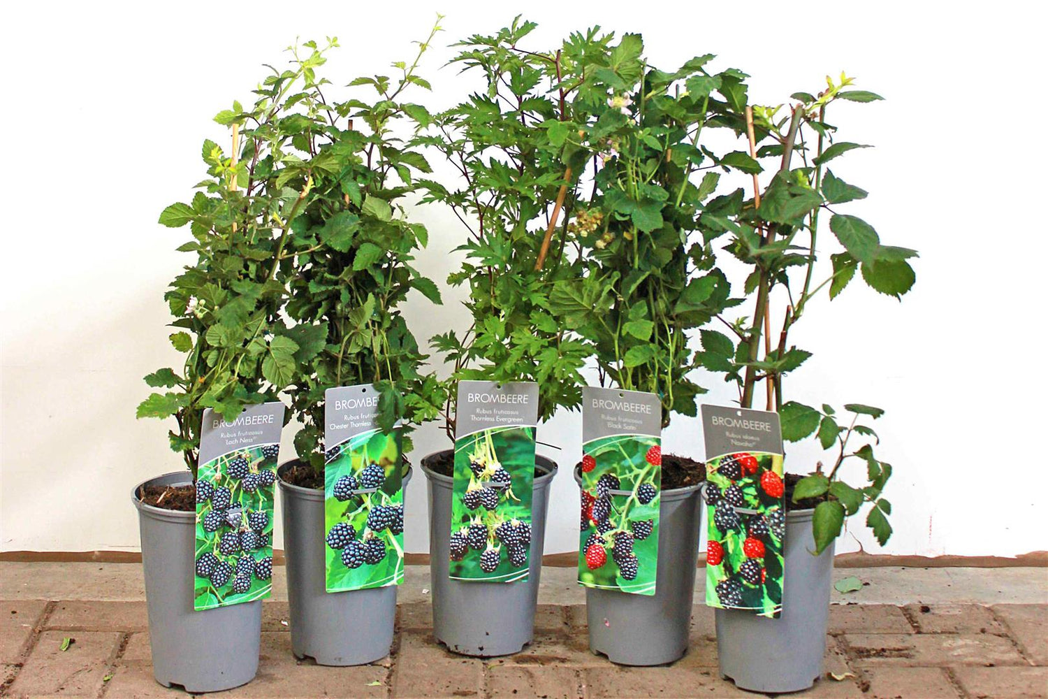 Rubus frut. i olika sorter C3 (3 liters kruka) / 19 cm kruka 40-50 cm