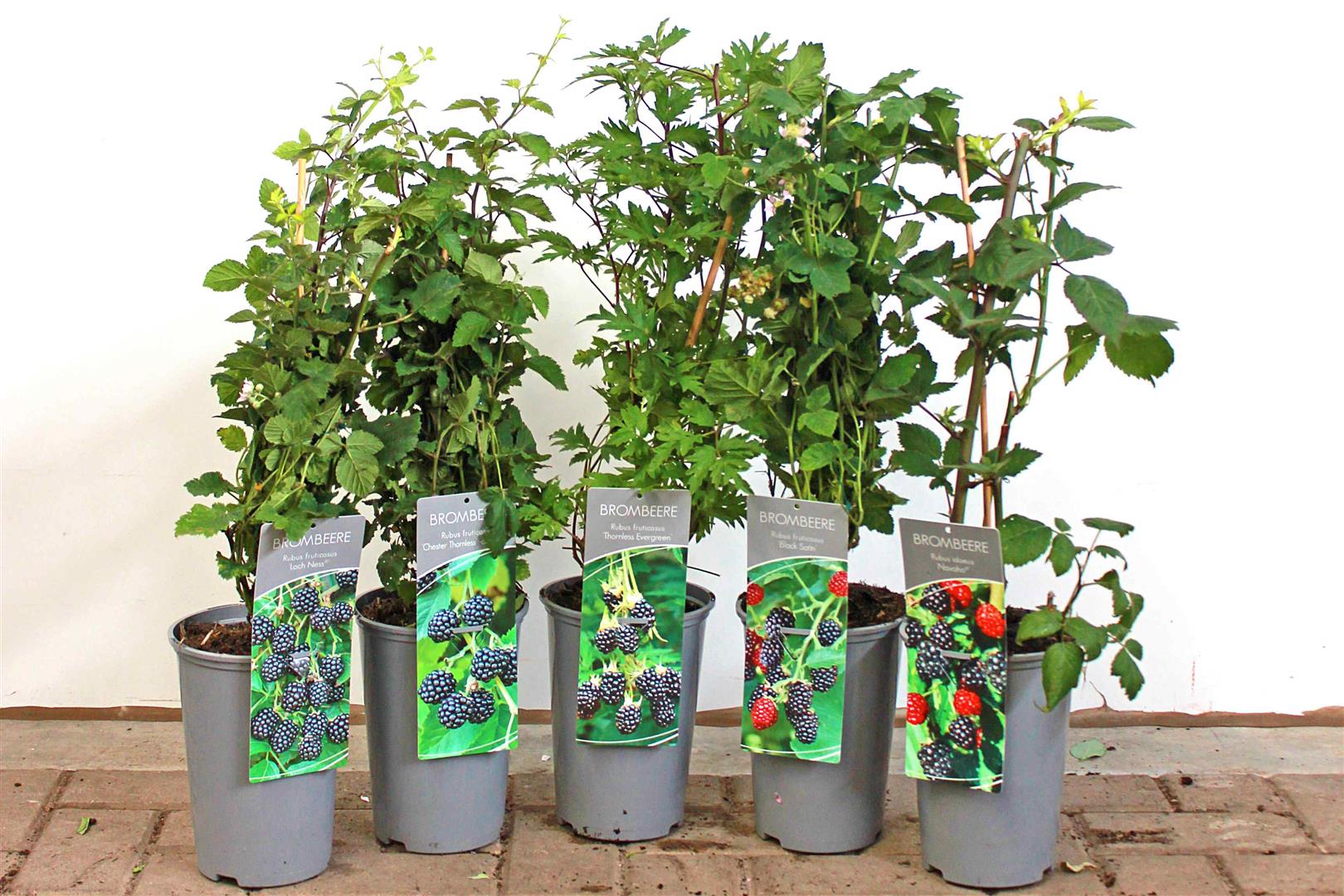 Rubus frut. i olika sorter C3 (3 liters kruka) / 19 cm kruka 40-50 cm