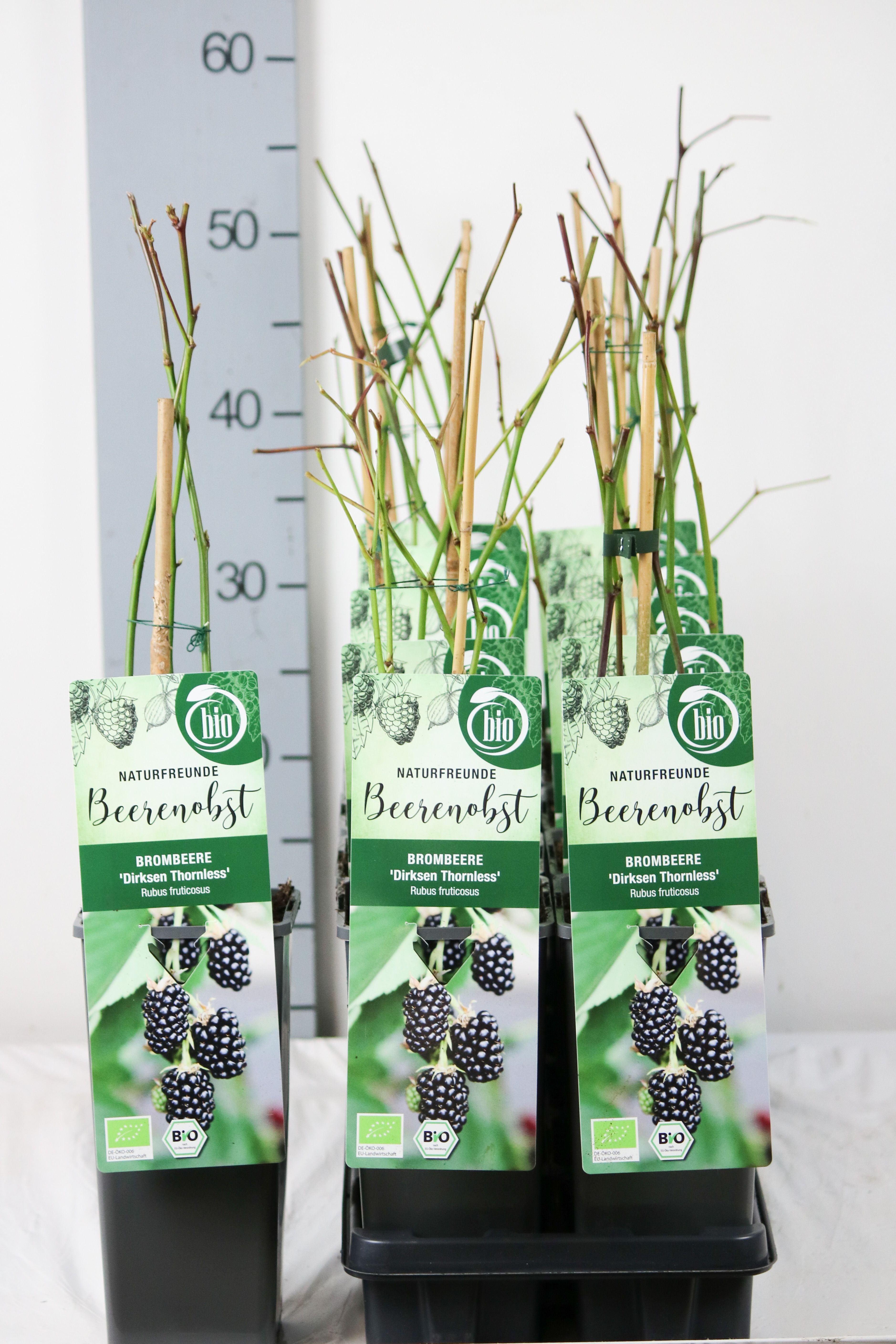 Rubus frut. &