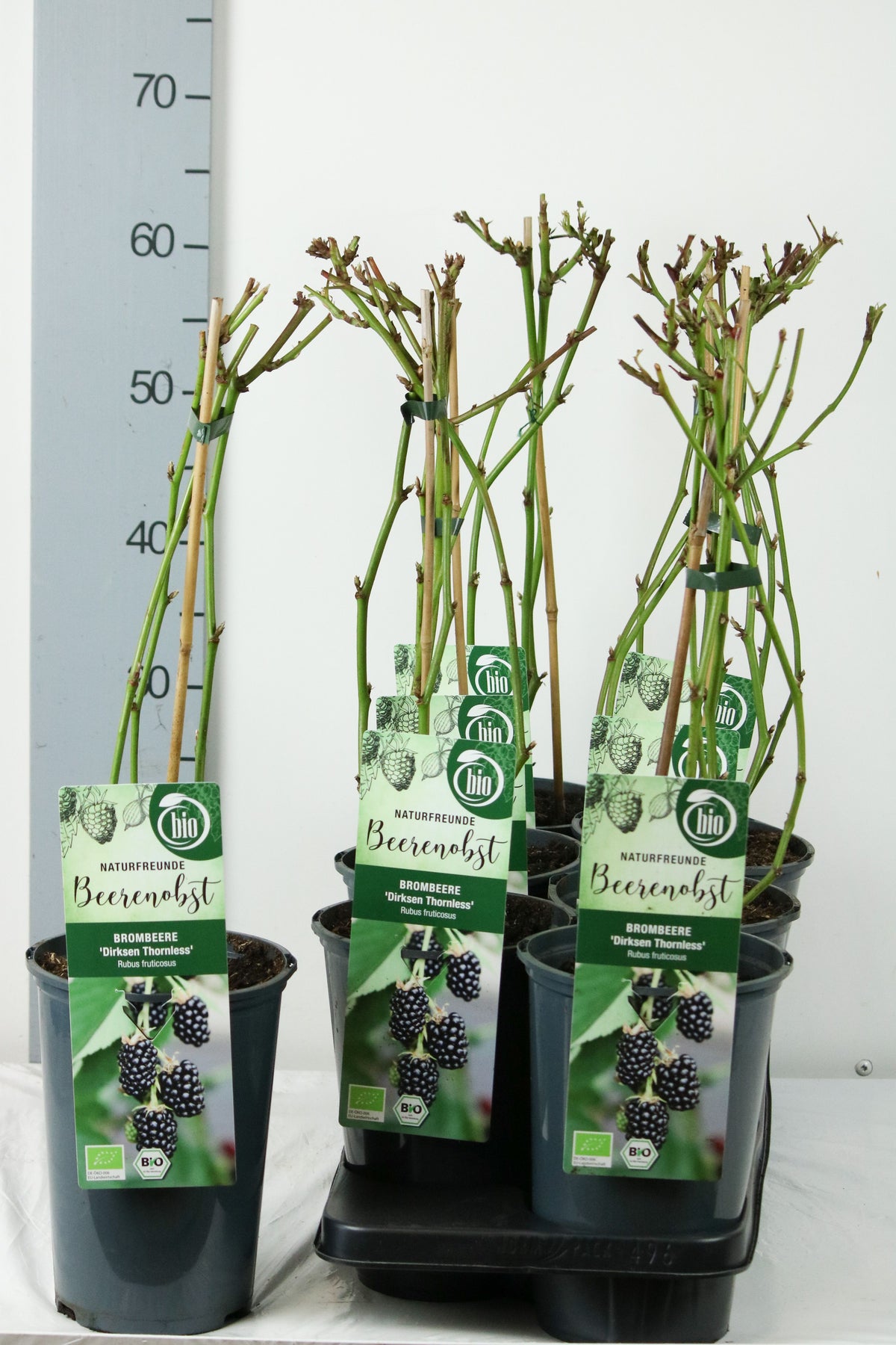 Rubus frut. &
