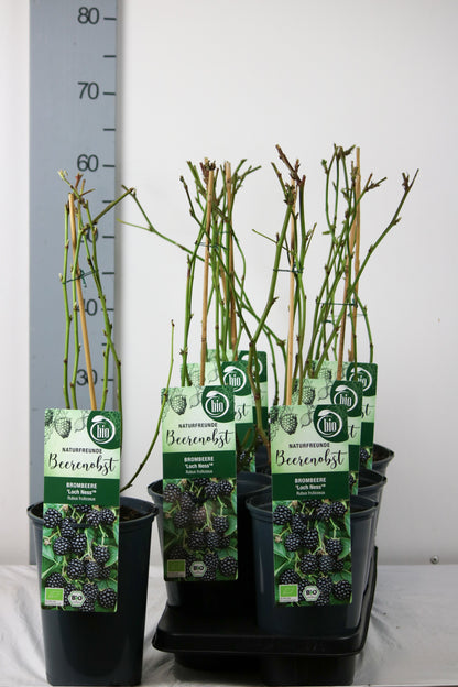 Björnbär Rubus frut. &