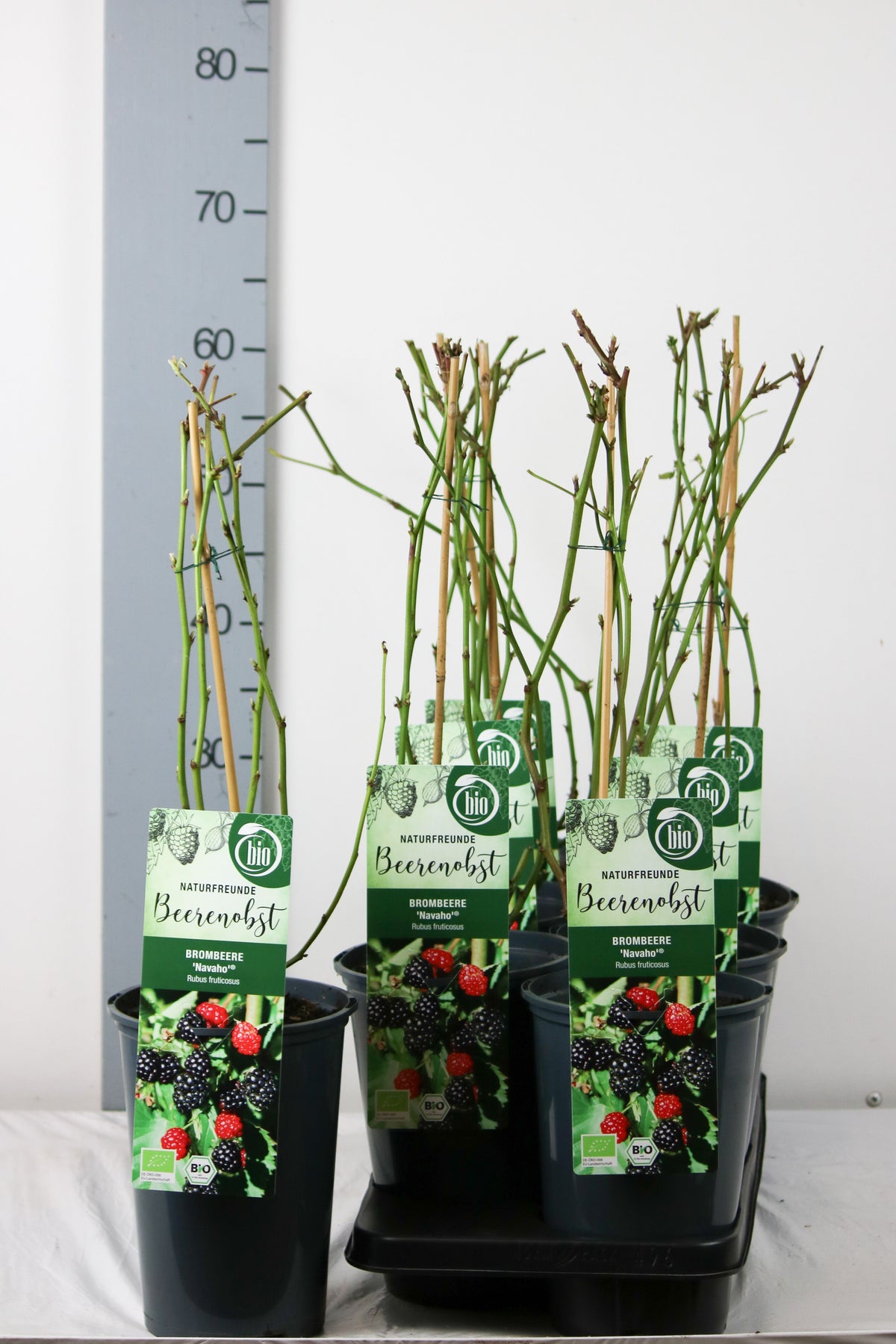 Björnbär Rubus frut. &
