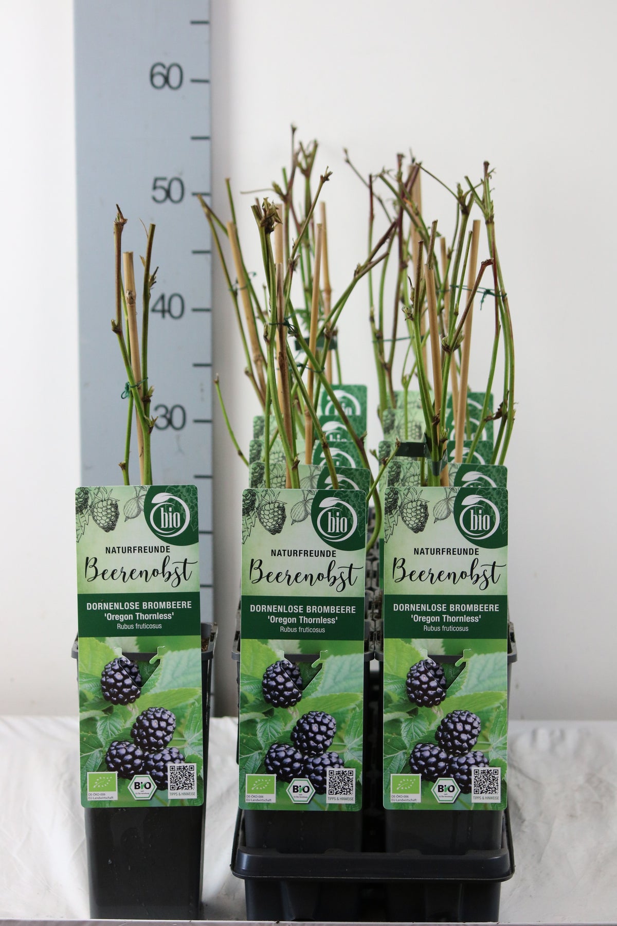 Rubus frut. &