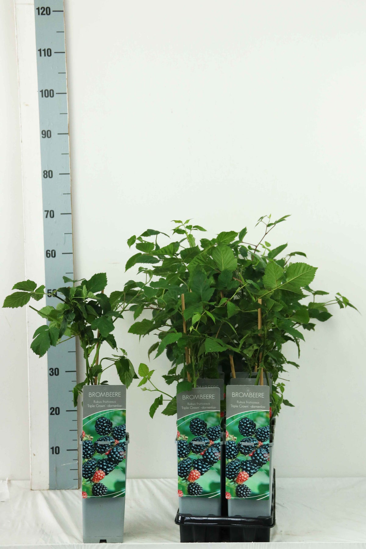 TW-2741764