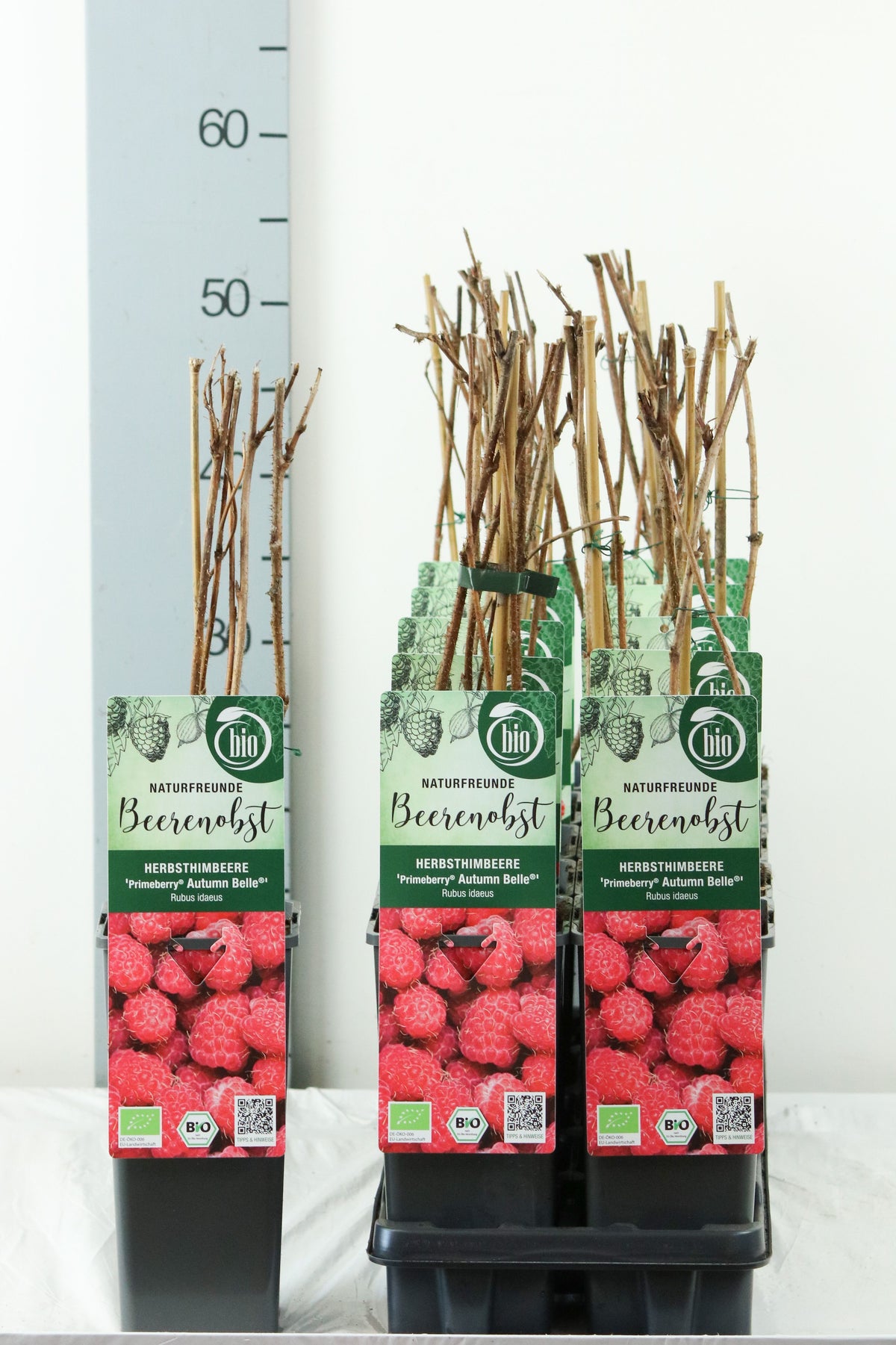 Rubus idaeus &