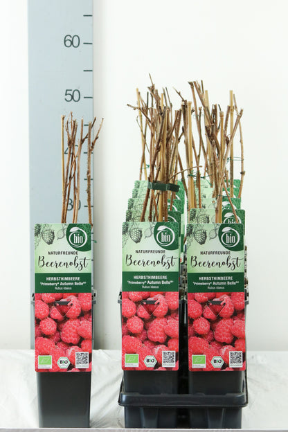 Rubus idaeus &