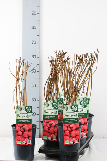 Rubus idaeus &