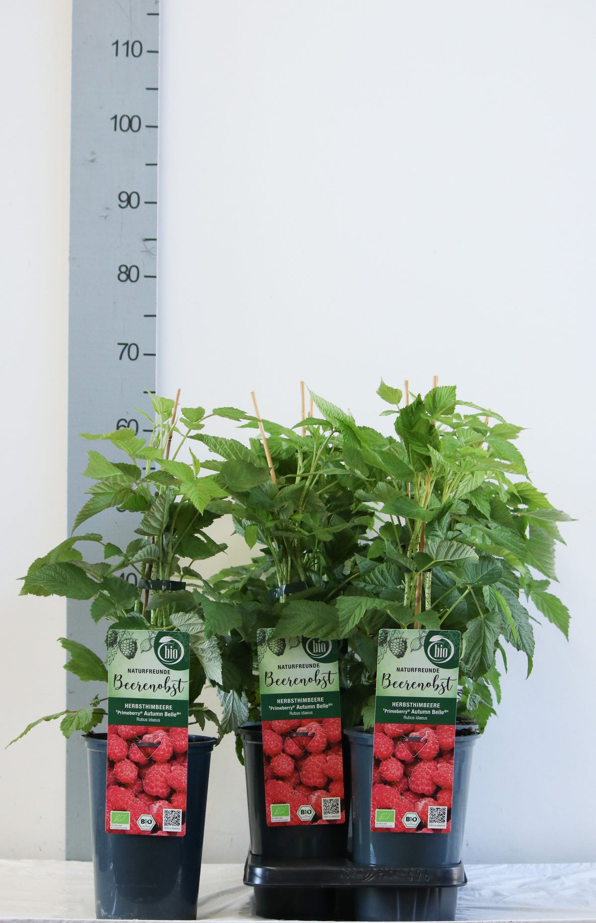 Rubus idaeus &