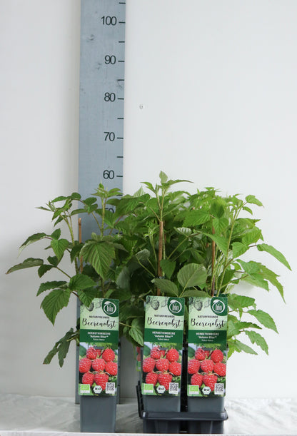 Hösthallon Rubus idaeus &