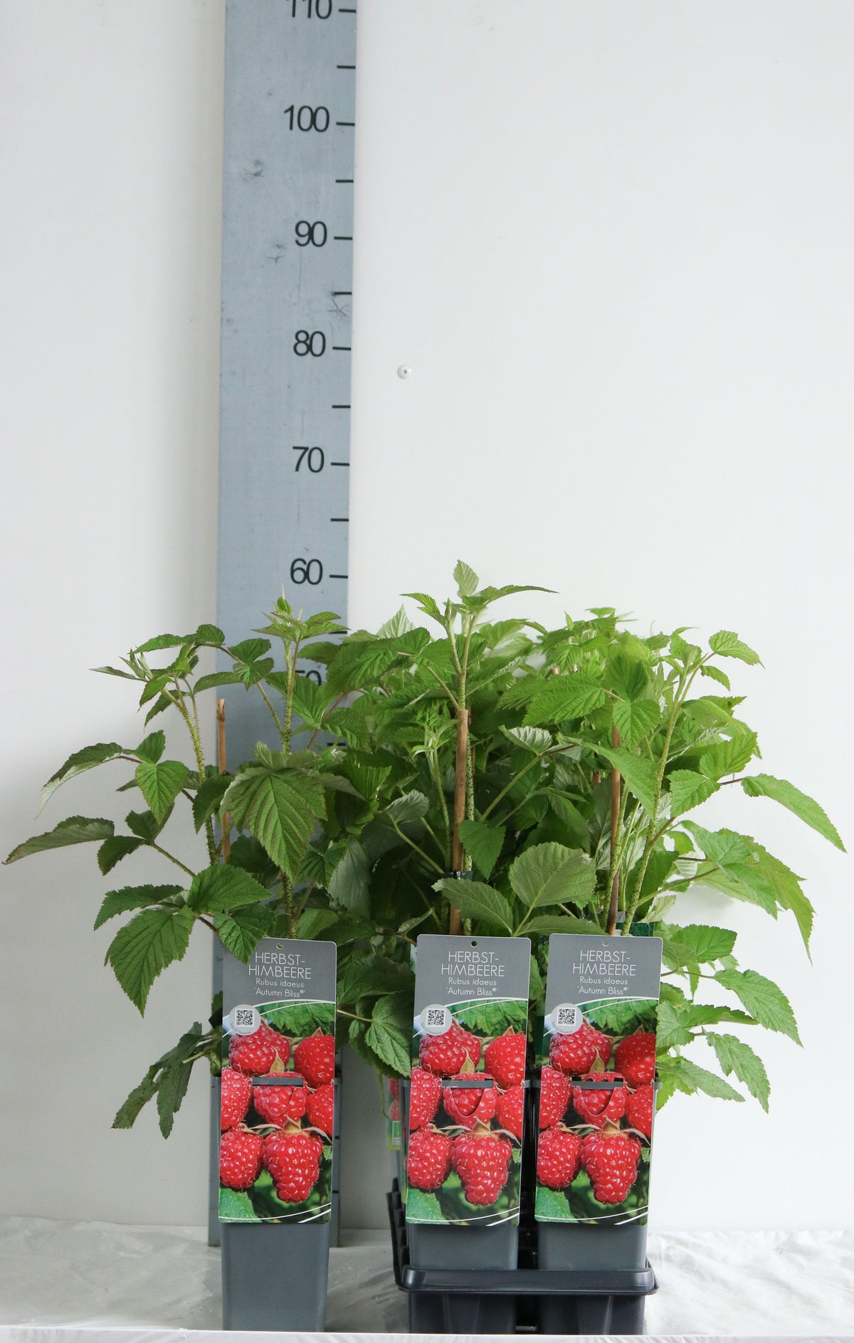Rubus idaeus &
