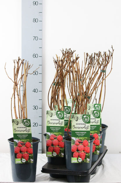 Rubus idaeus &