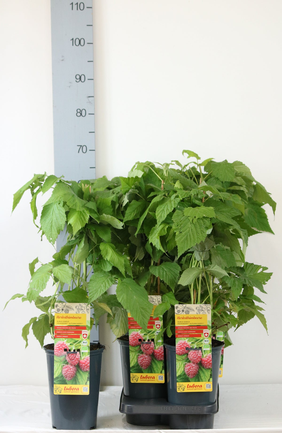 Rubus idaeus &