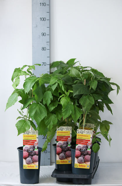 Rubus idaeus &
