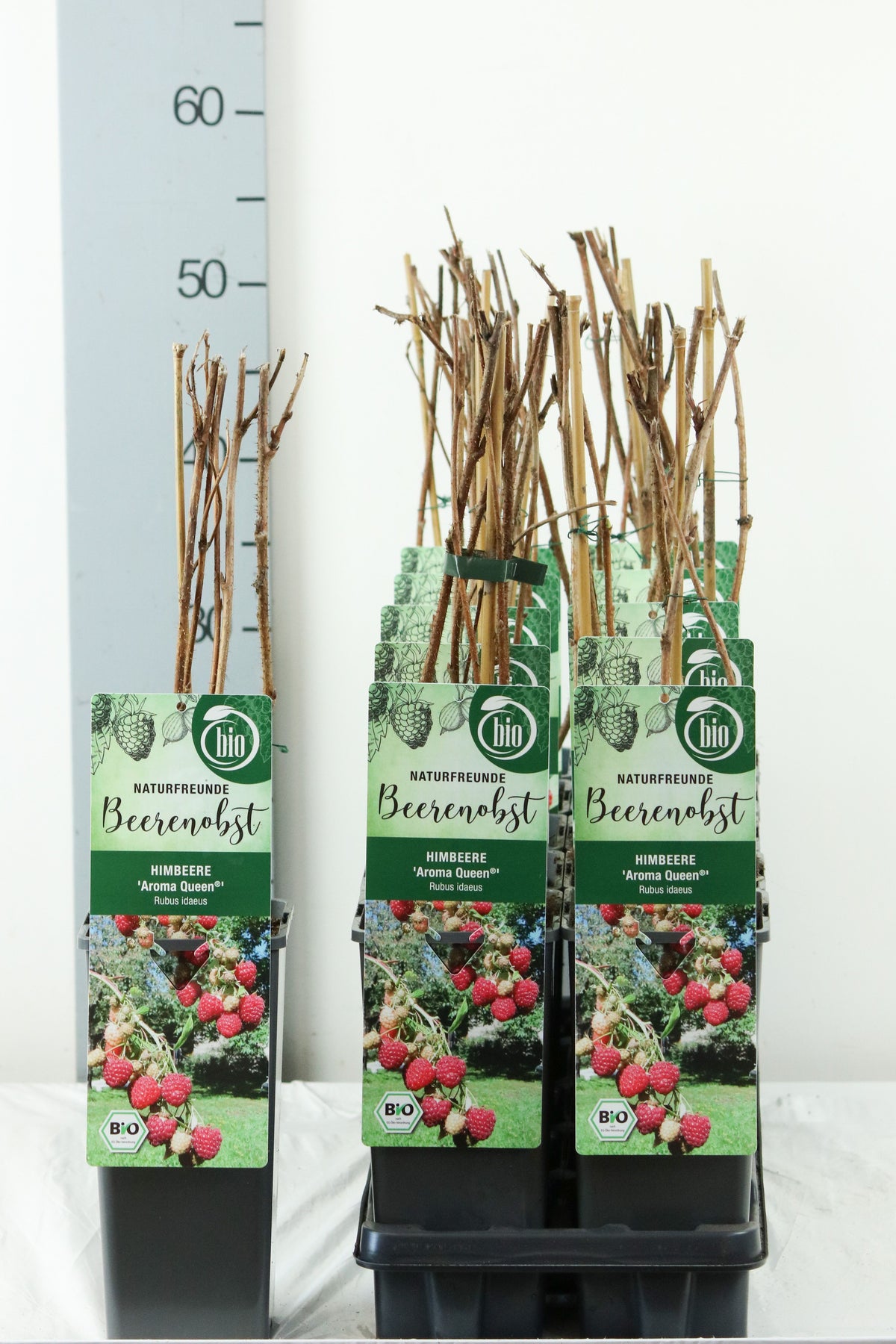 Rubus idaeus &