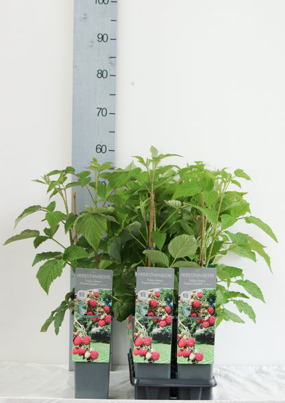 Rubus idaeus &
