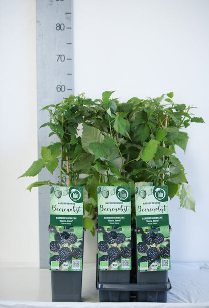 Rubus idaeus &