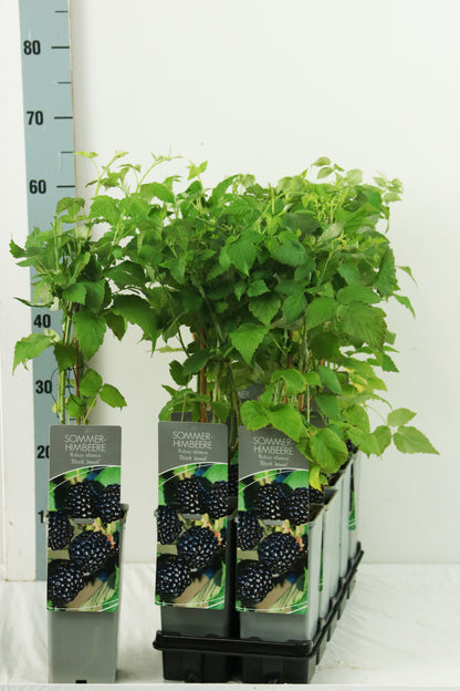 Rubus idaeus &