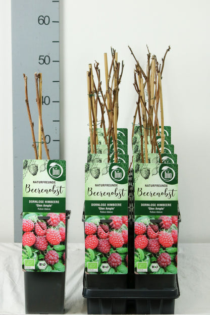 Rubus idaeus &