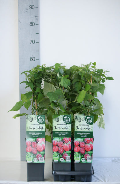 Rubus idaeus &