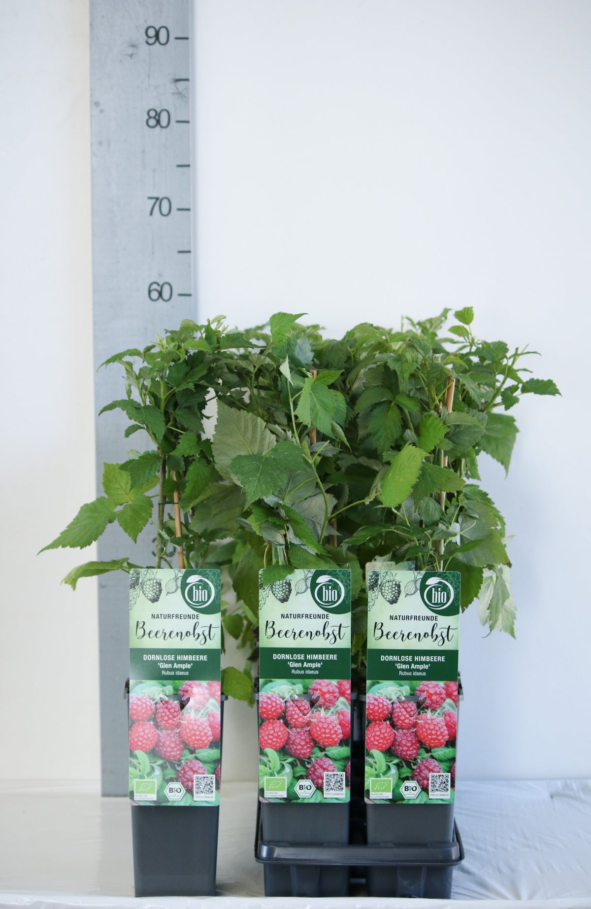 Rubus idaeus &