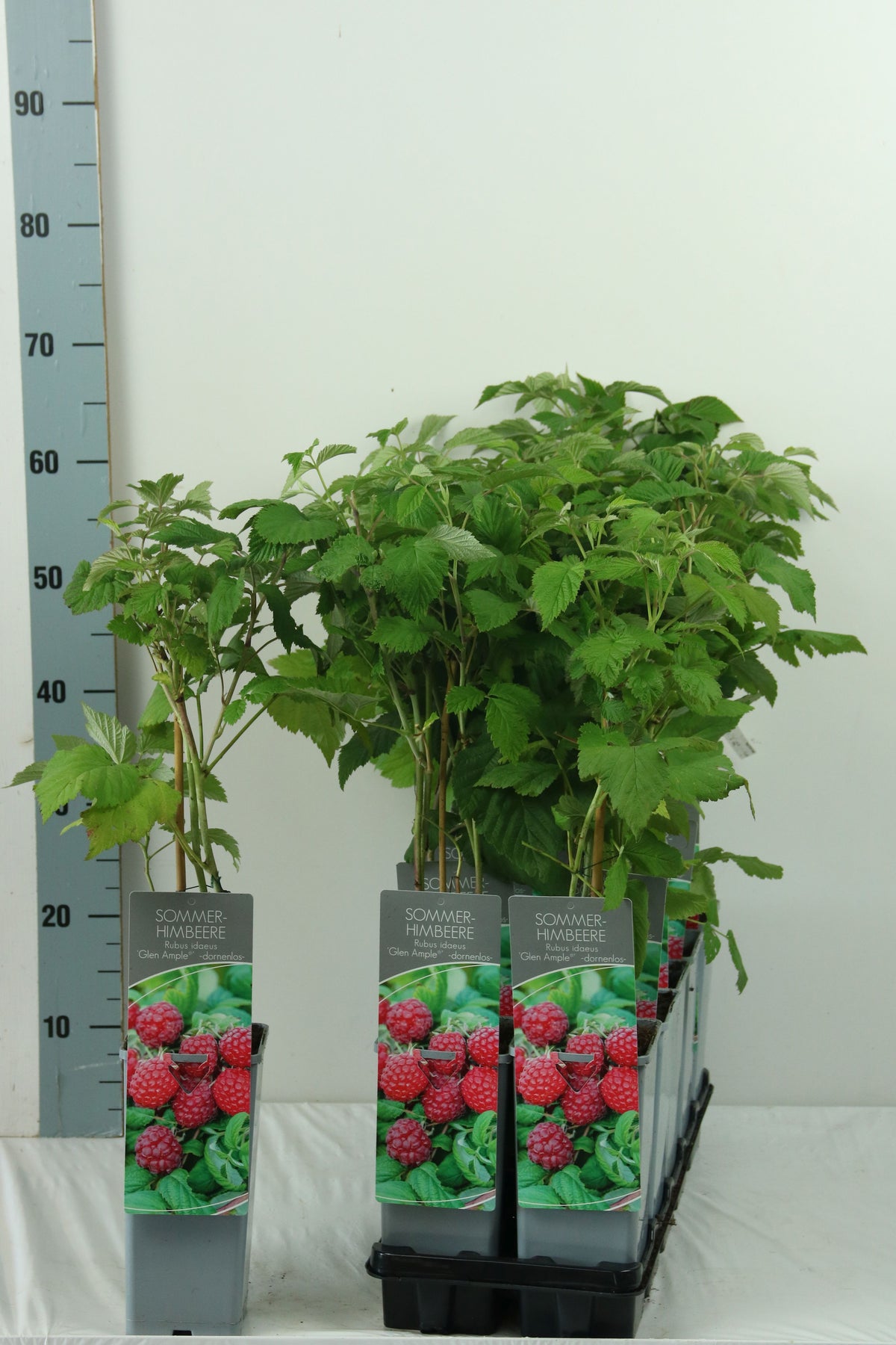 Rubus idaeus &