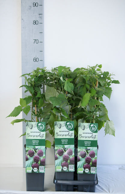 TW-2738635
