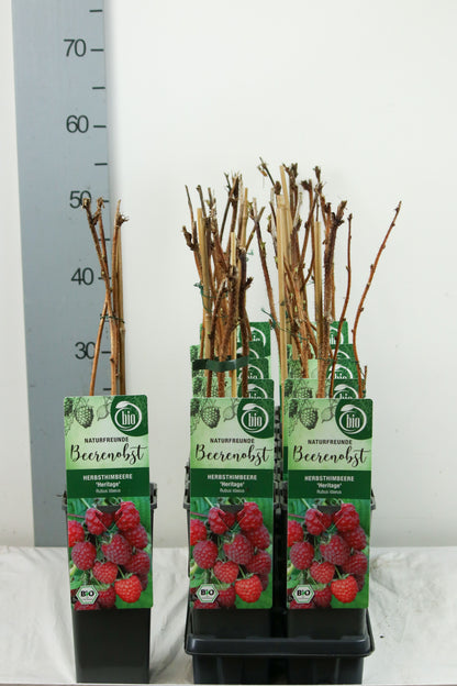 Rubus idaeus &