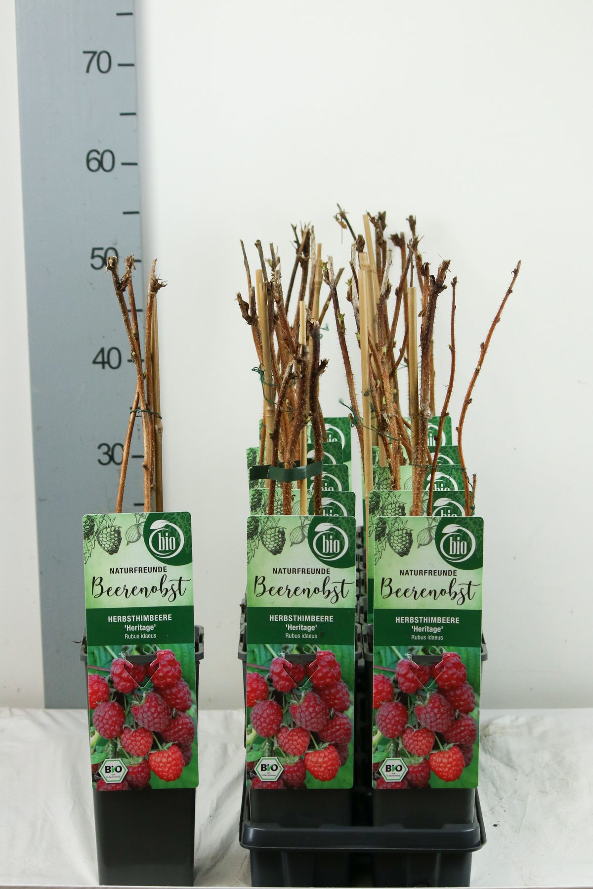 Rubus idaeus &