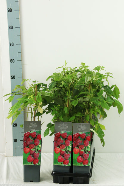 Rubus idaeus &