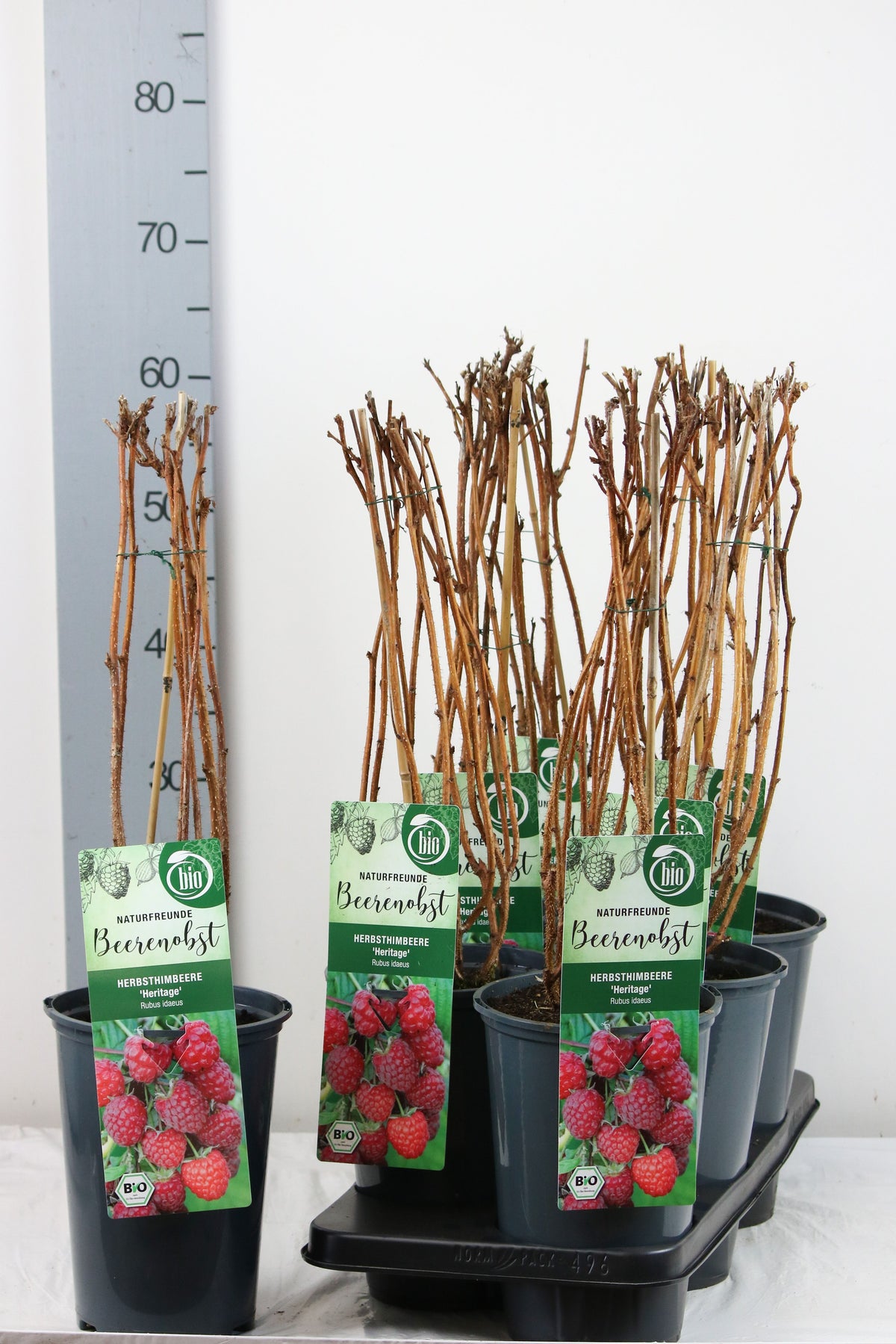 Rubus idaeus &