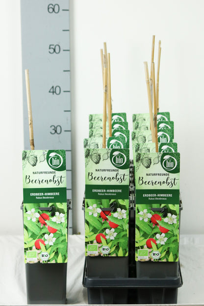 Rubus illecebrosus C2 (2 liters kruka) 30-35 cm