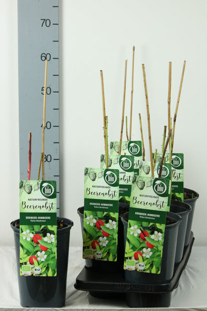 Rubus illecebrosus C3 (3 liters kruka) 40-50 cm