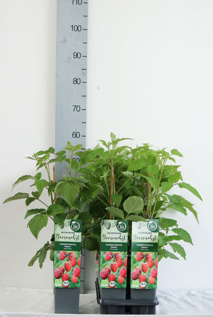 Rubus idaeus &