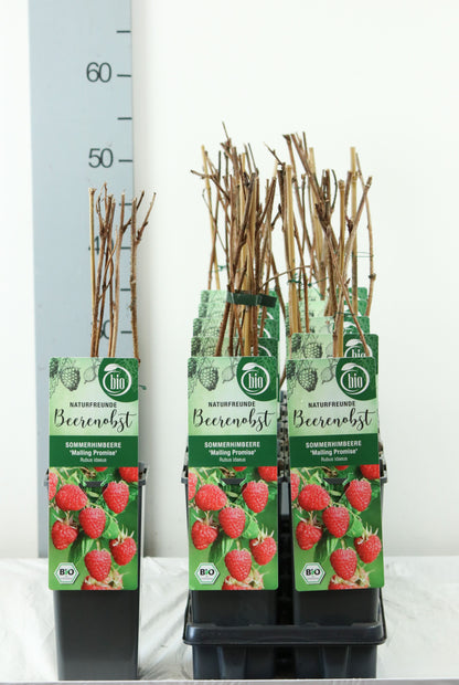 Rubus idaeus &