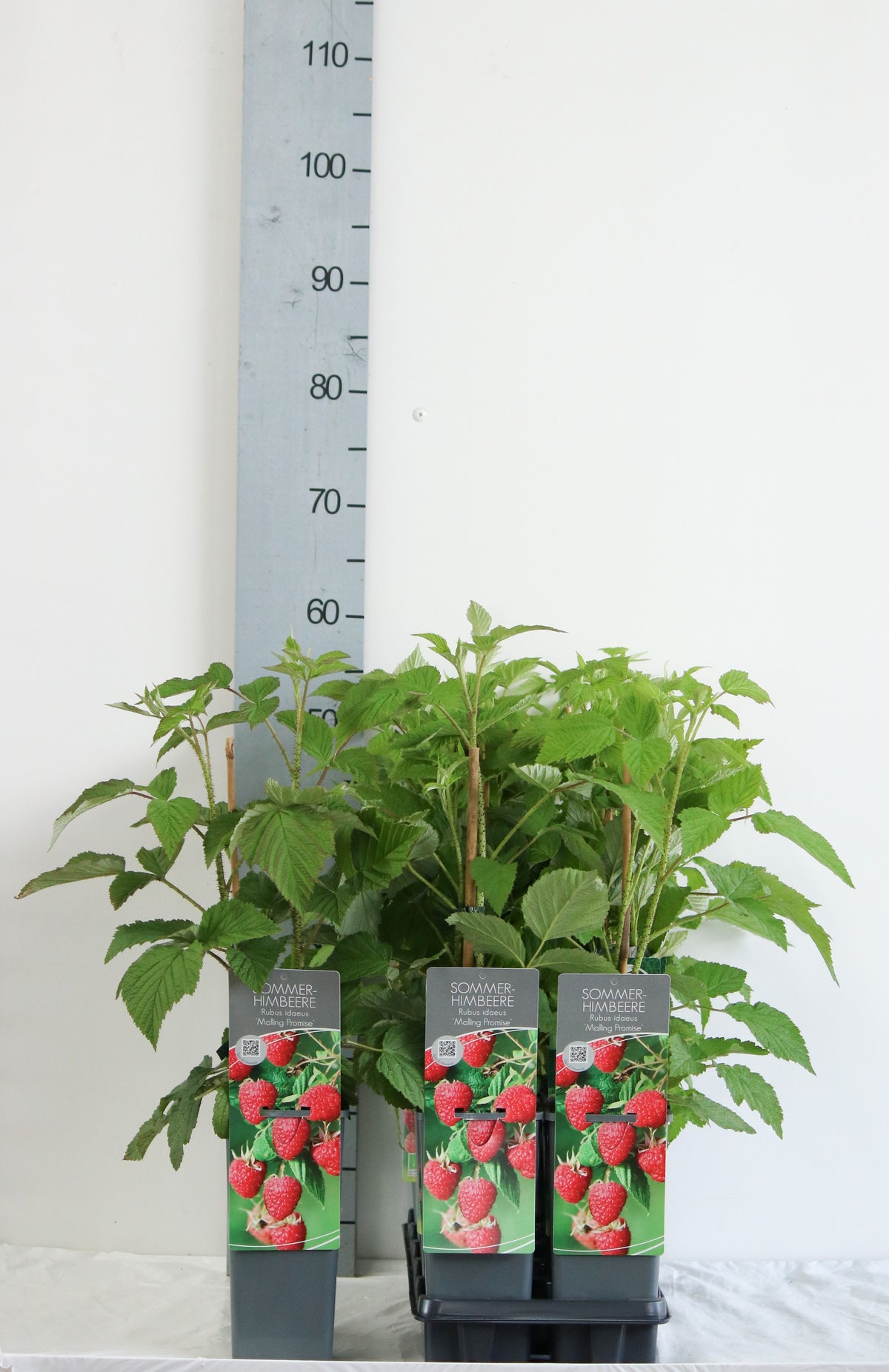 Rubus idaeus &