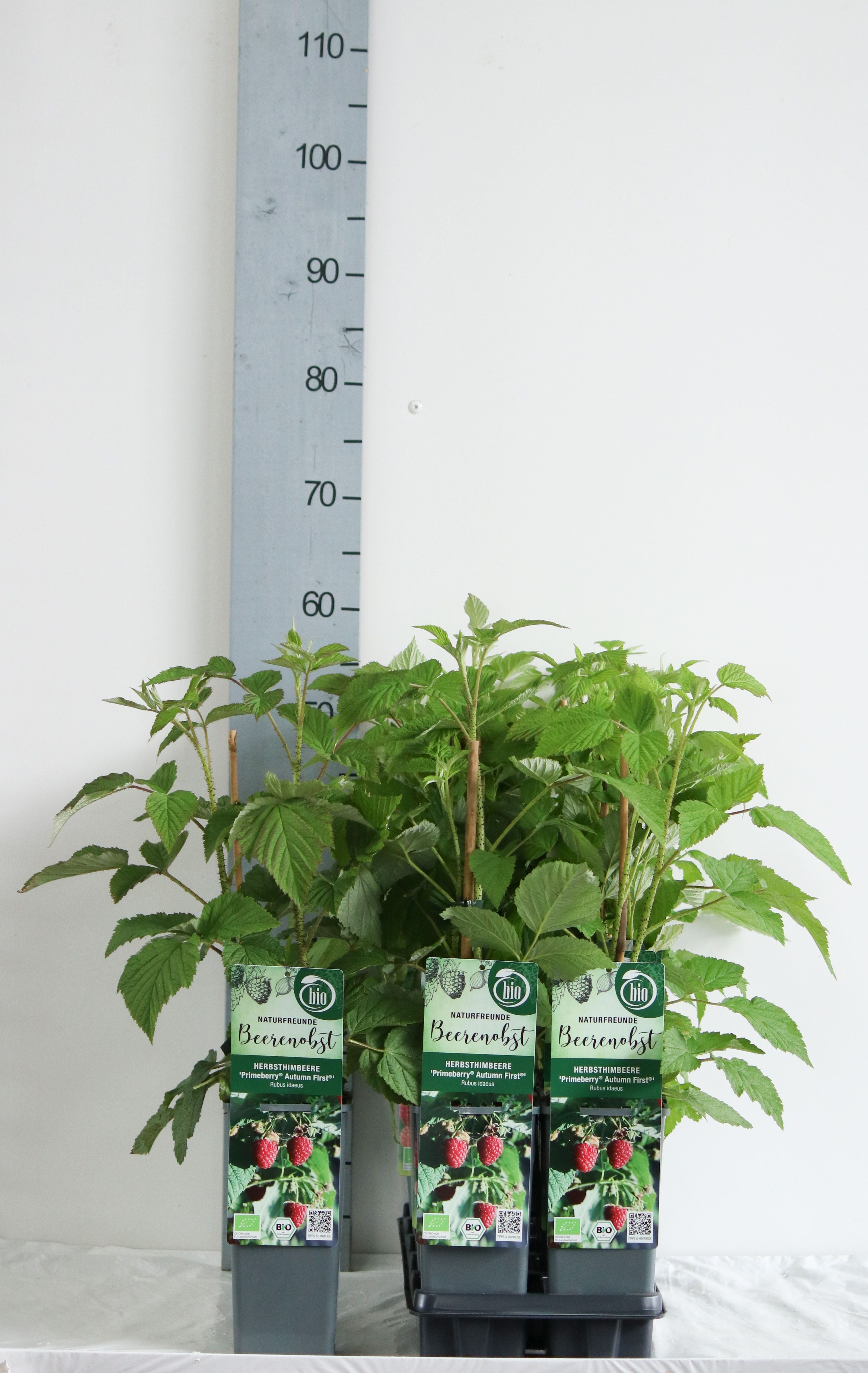 Rubus id. &
