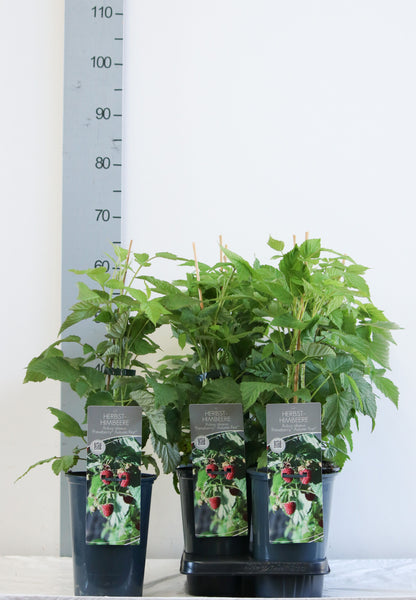 Rubus id. &