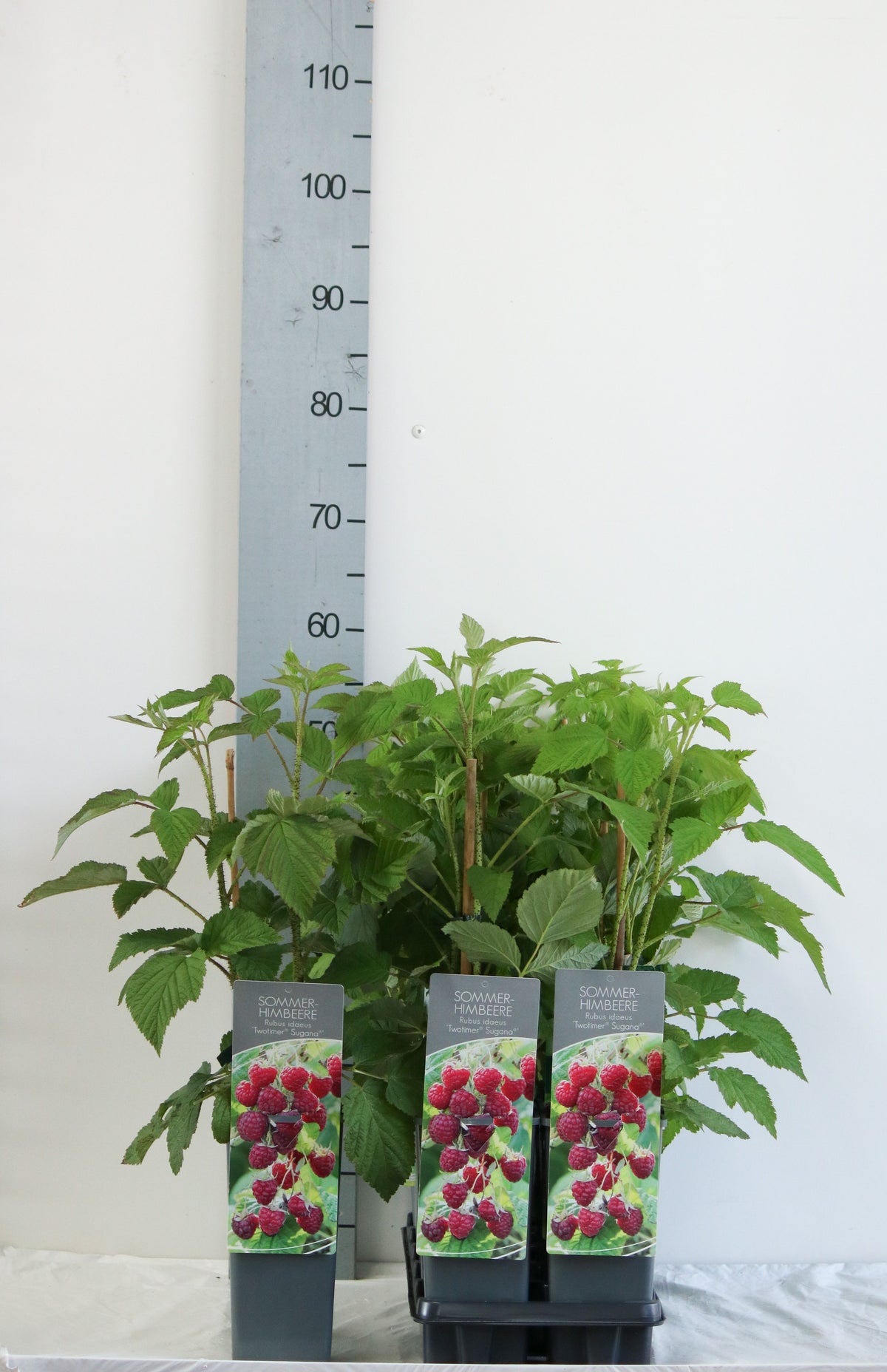 Rubus idaeus &