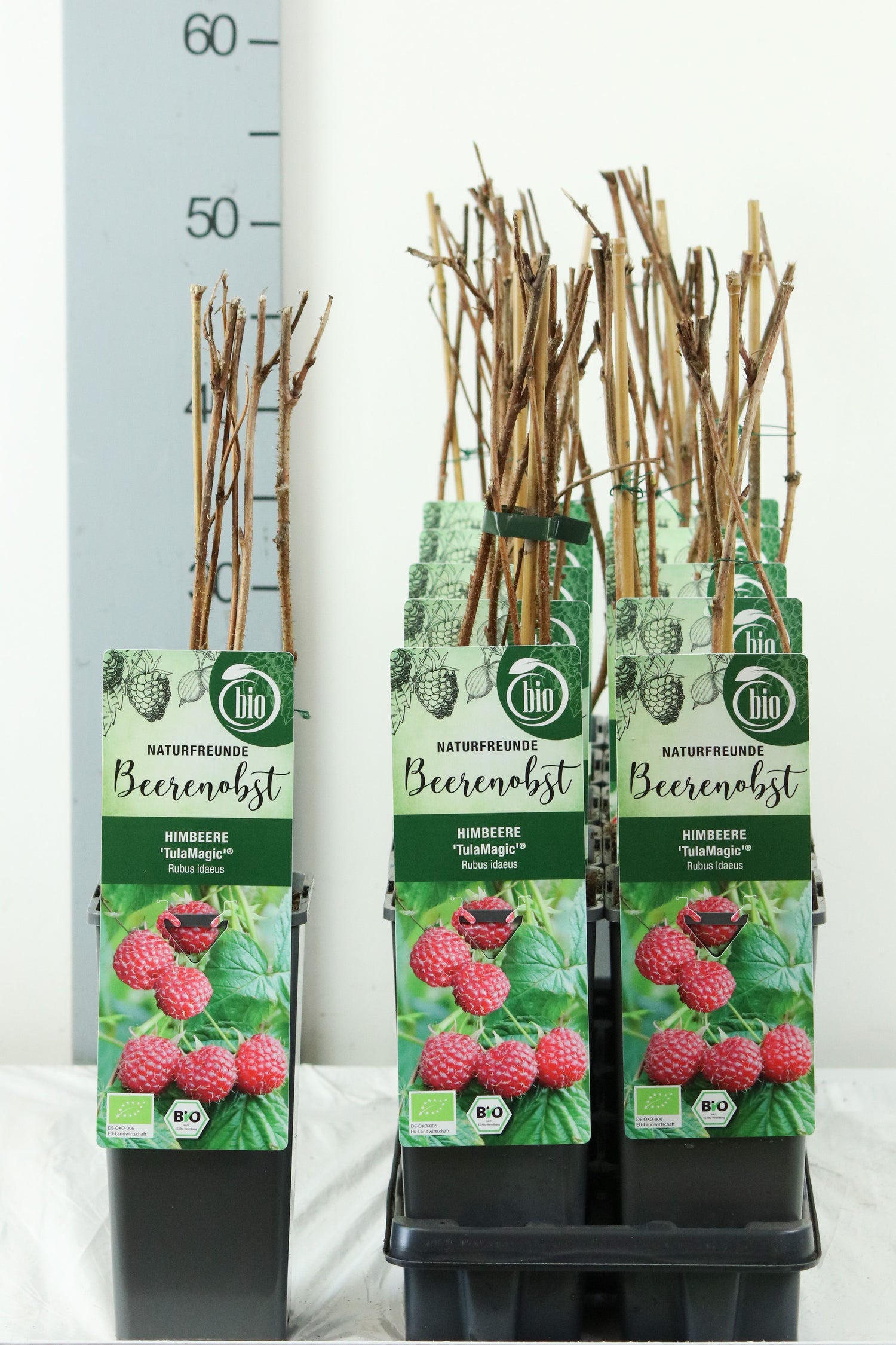 Rubus id. &
