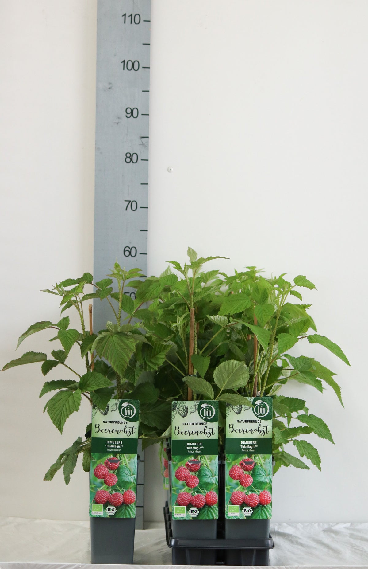 Rubus id. &