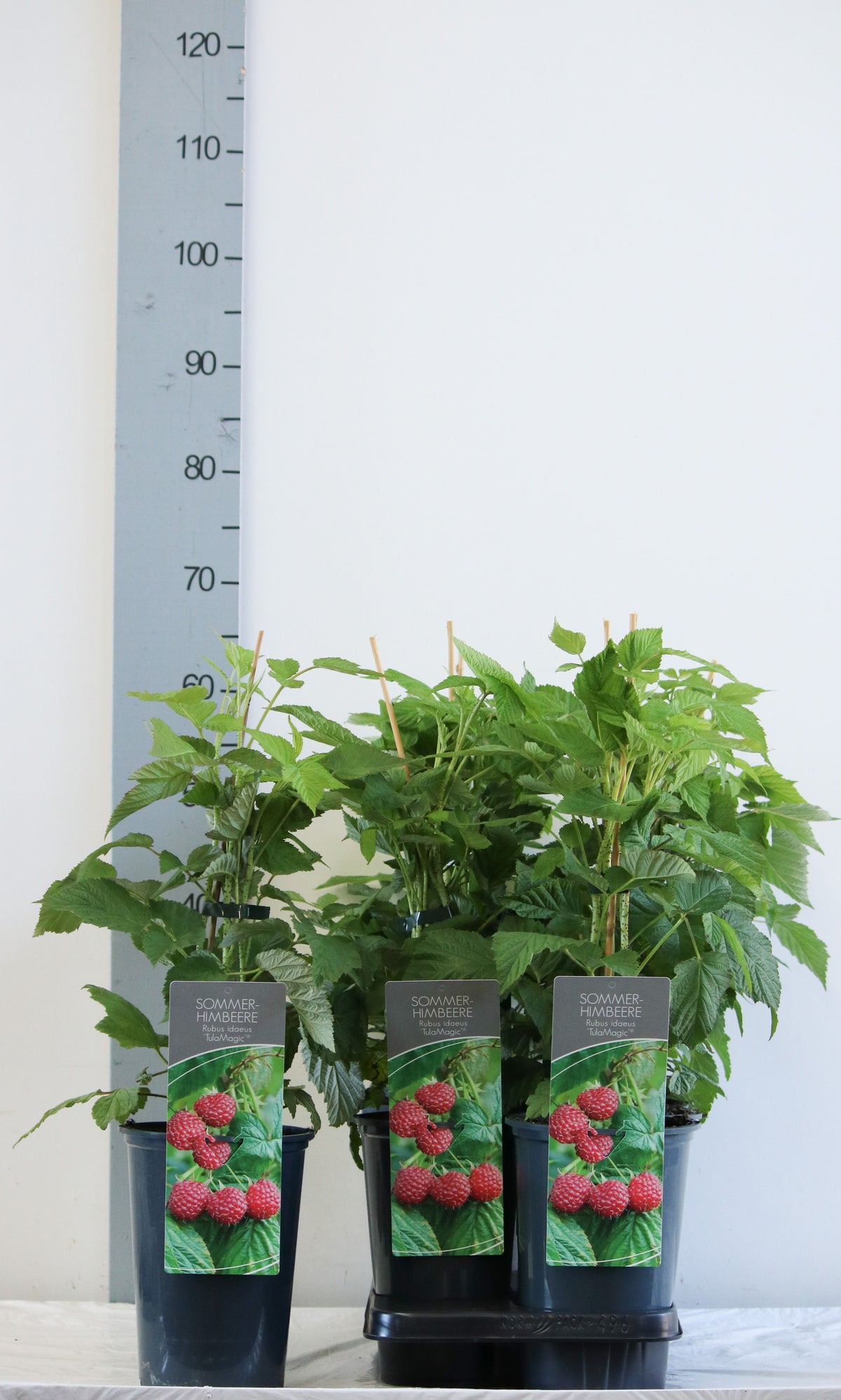 Rubus id. &